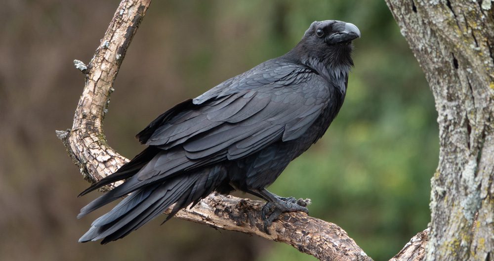 Black raven perched on a branch with a blurred green background.