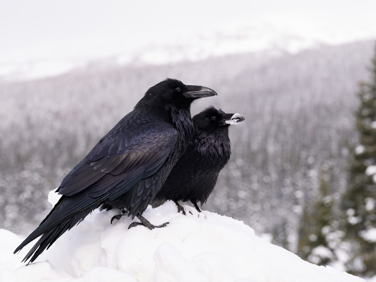 Two black birds perched on a snowy ledge.