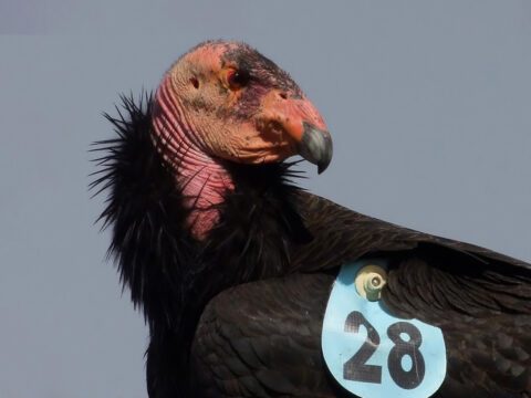 Condor #328 From Orchard Draw nest.