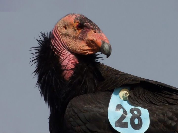 Condor #328 From Orchard Draw nest.