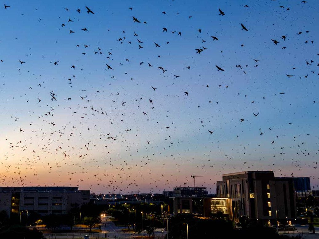 silhouettes of birds flying over a campus at sunset