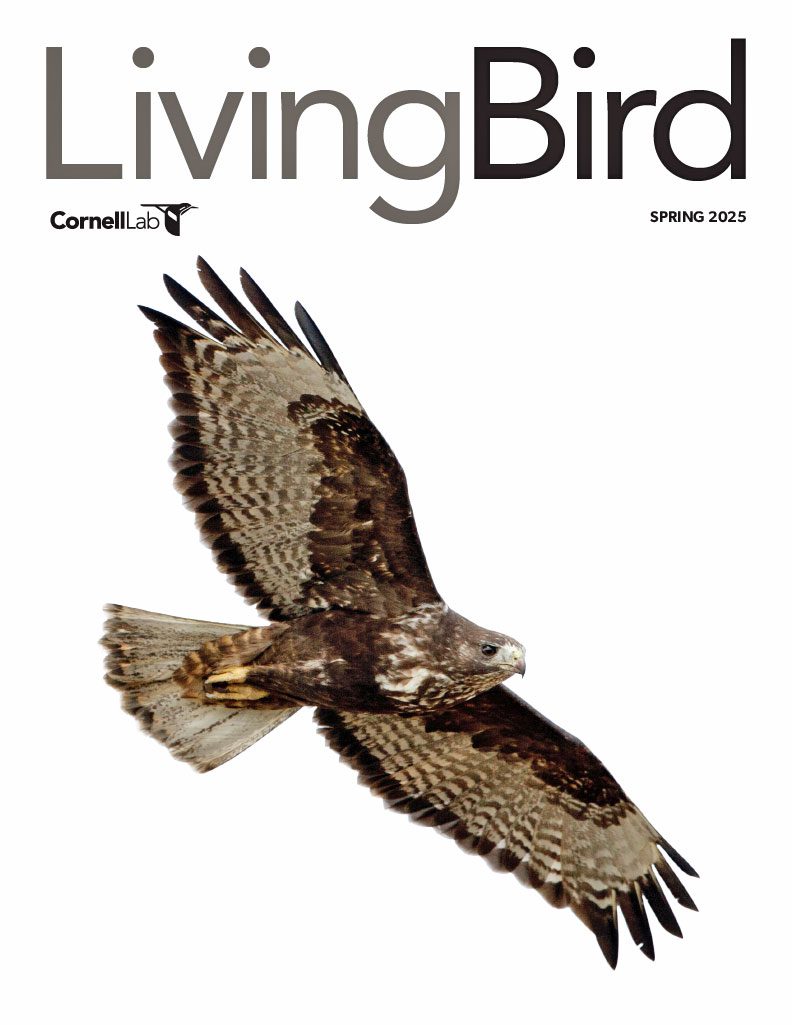 View the Spring 2025 issue of Living Bird
