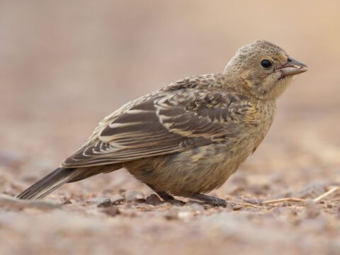 a mottled brown songbird