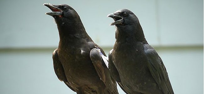 two sibling crows