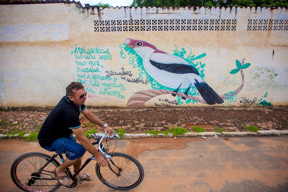 To the left of the Araripe Manakin, the words spray-painted on the wall read: “The greatness of a nation can be judged by the manner in which the animals are treated. Respect the nature!” Photo by Helio Filho.