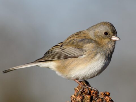small brown songbird on gray background