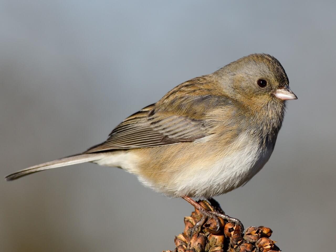small brown songbird on gray background