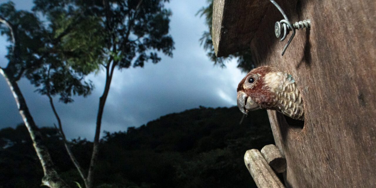 A small bird peeks its head out of a wooden nest box at dusk, with dark trees and a cloudy sky in the background.