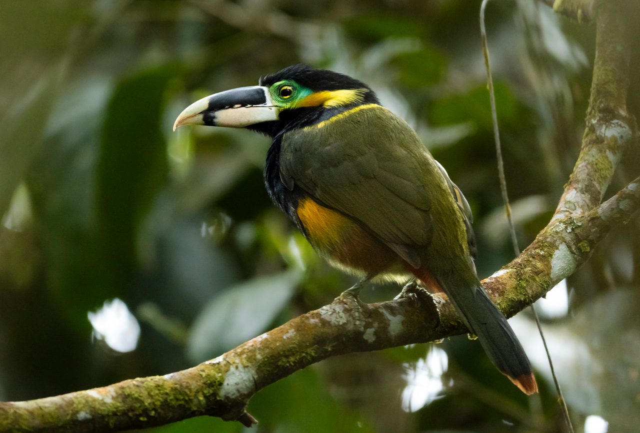 Olive-backed bird with a thick pale bill and yellow facial markings, perching on a mossy branch.