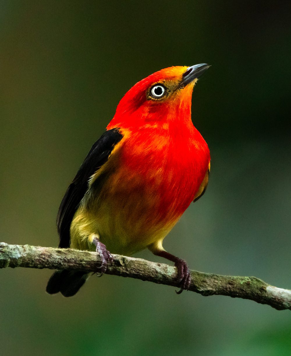Bright red and yellow bird with black wings and a round white eye, sitting on a narrow branch