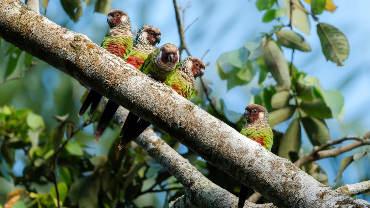 A group of small green parrots with reddish faces and scalloped neck patterns line up along a sunlit tree branch.