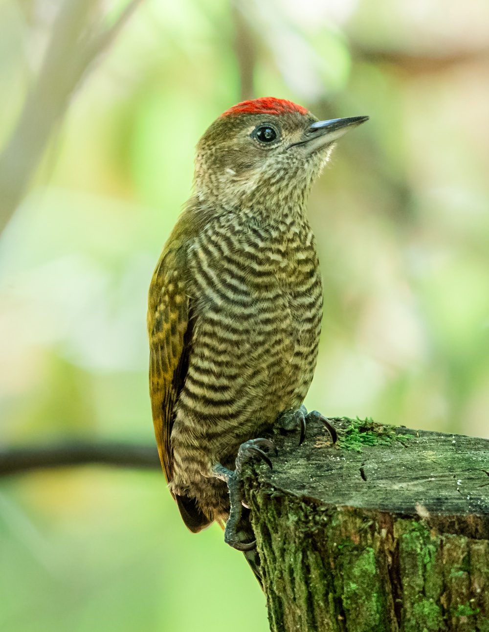A brown, finely striped bird with a small red patch on its head perched on a mossy tree stump.