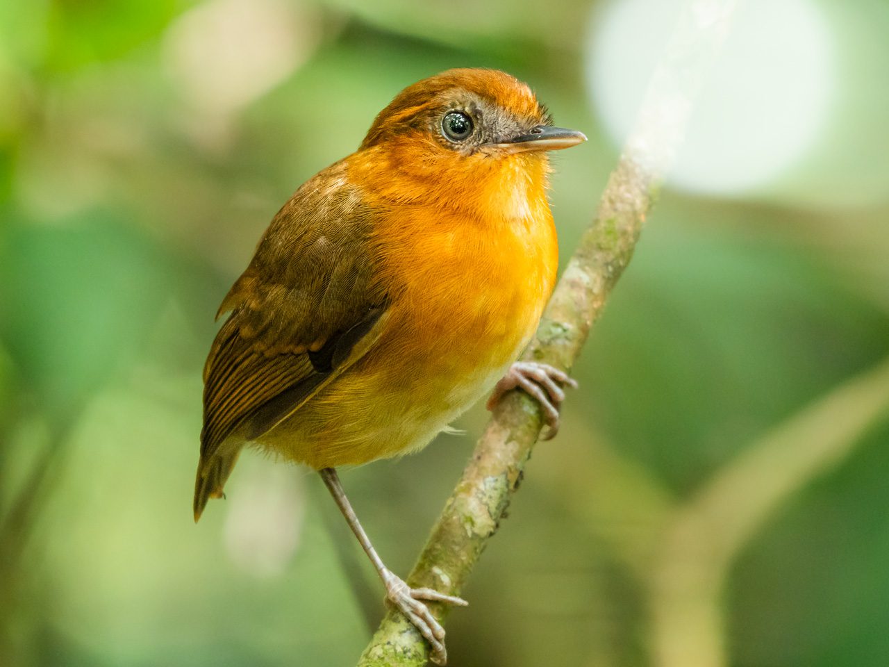 A small orange-and-brown bird perched on a branch.