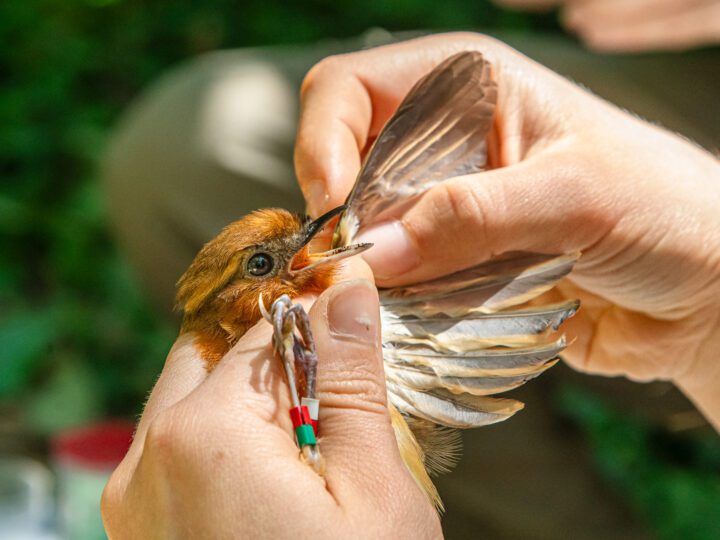 A person gently examining a small bird, holding out its wing and beak to take measurements 