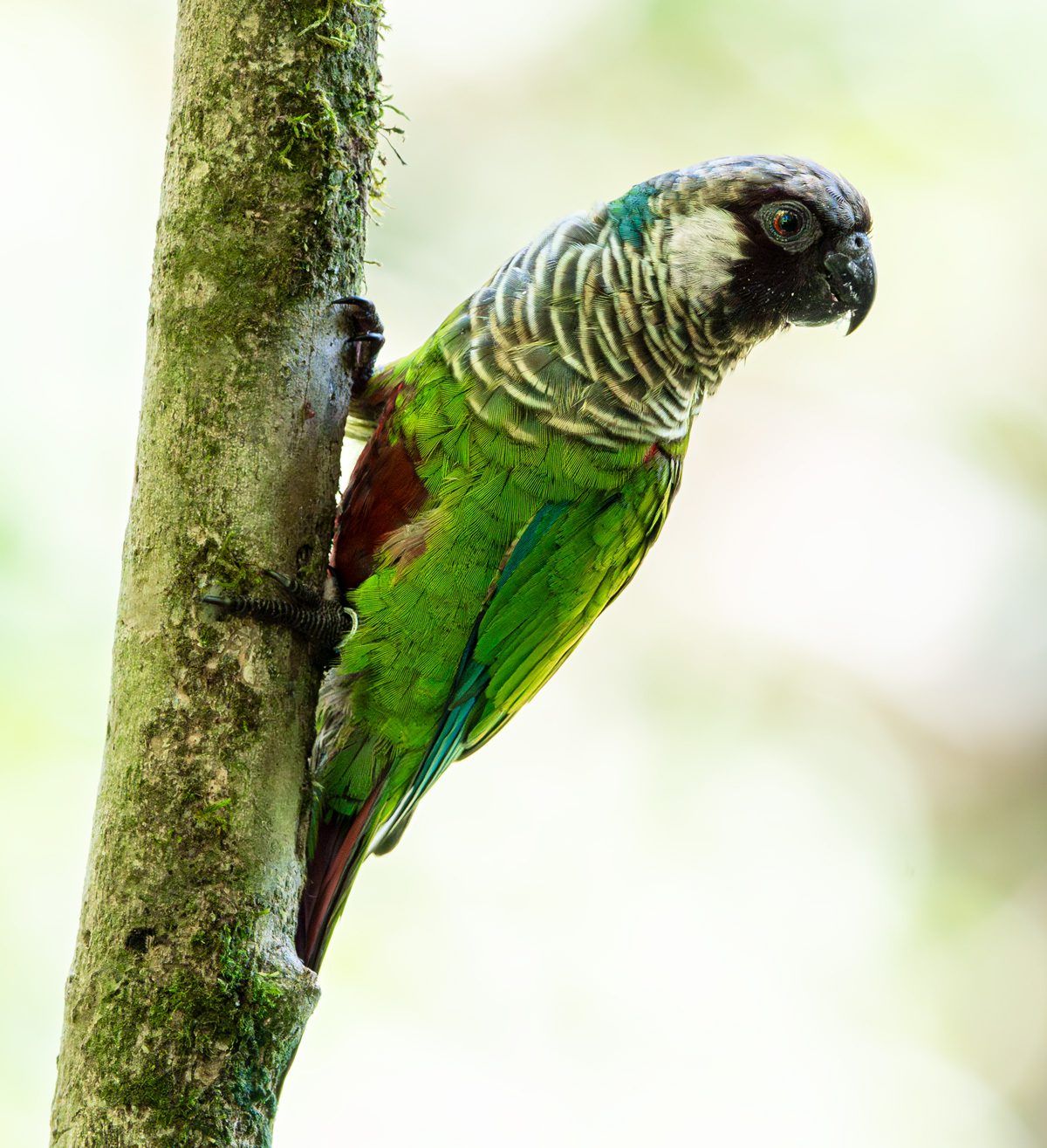 Green and brown bird with scalloped neck feathers and a dark bill