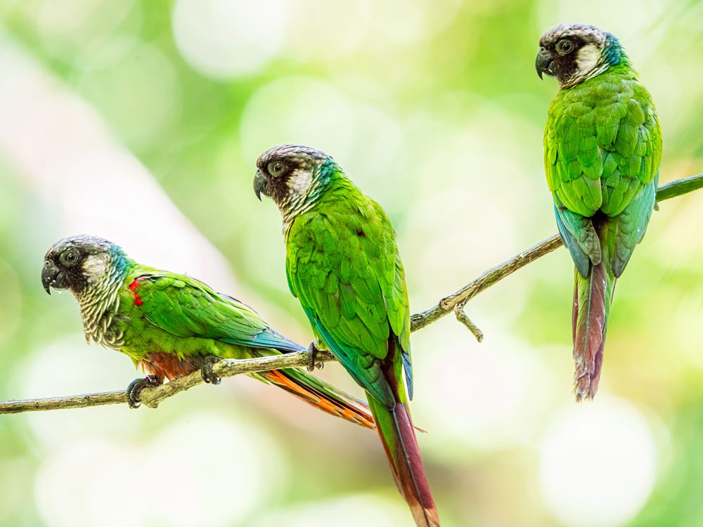 Three green parrots perched close together on a thin branch.