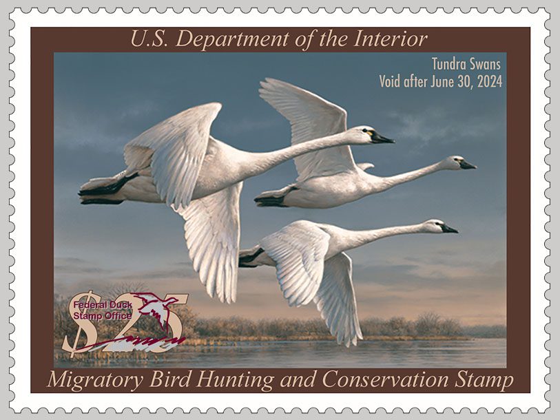 The 2023-2024 Federal Duck Stamp, featuring three flying Tundra Swan,