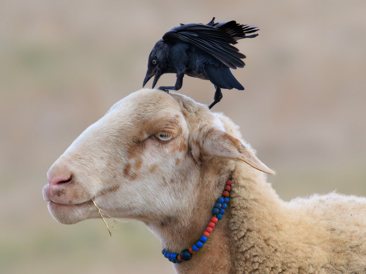 A black bird standing on a sheep’s head.