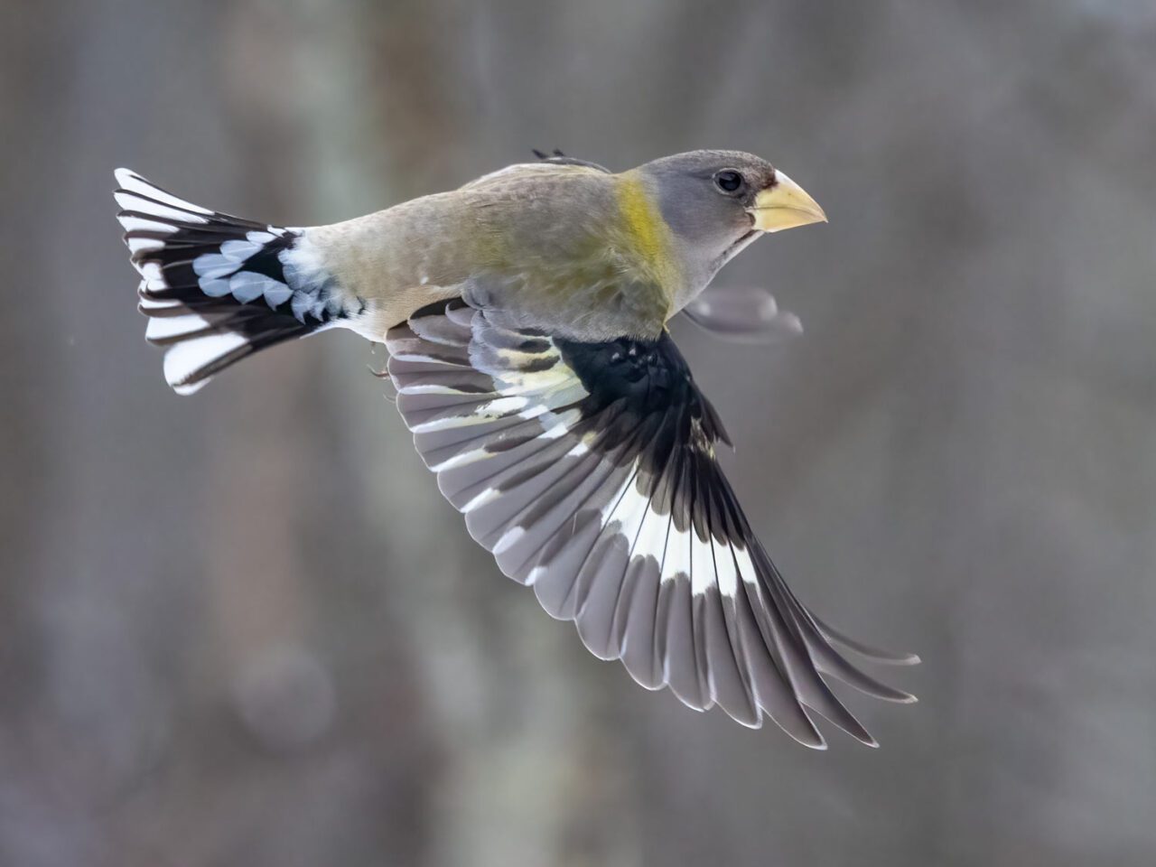 a grayish finch with a very large bill flies against a gray background