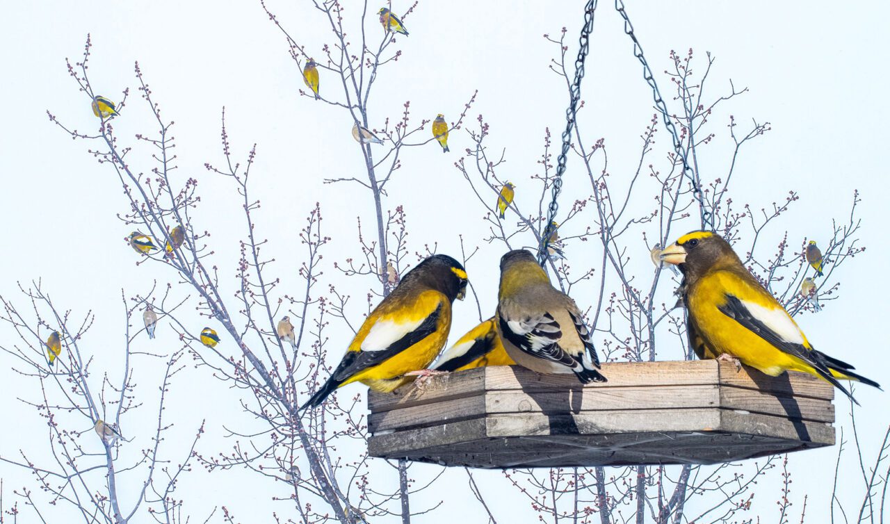Yellow, white, black, and grey birds at a tray feeder with a tree in background filled with birds.