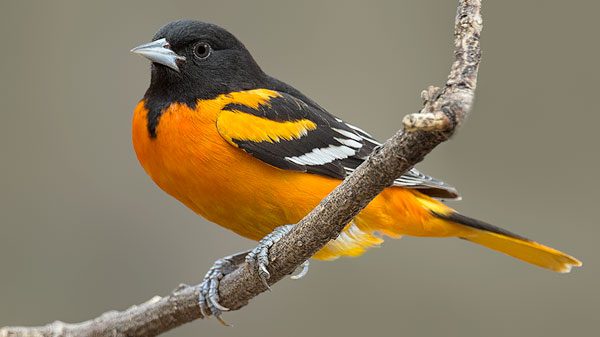 Baltimore Oriole by David Speiser