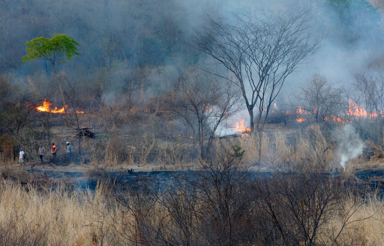 Clearing for agriculture is one of many threats to Araripe Manakin habitat. Many times the clearing is conducted via fires that can burn out of control, scorching habitat across a much larger area than was intended for cattle or crops. Photo by Gerrit Vyn