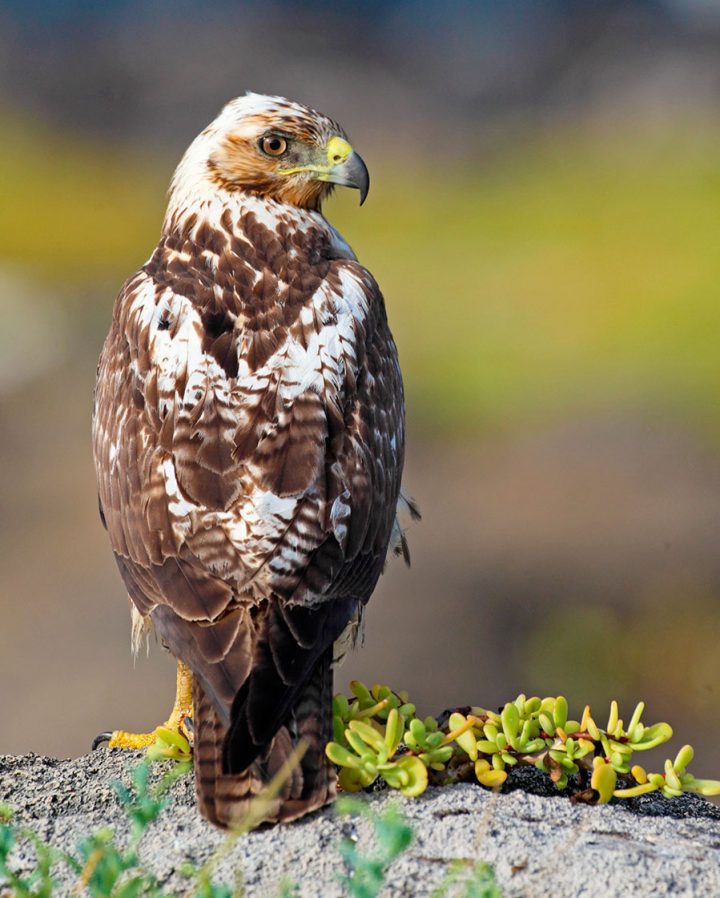 Galapagos Hawk by Gary Kramer