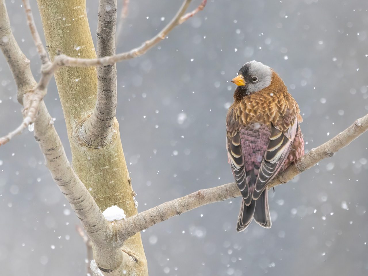 Brown and gray bird perched on a branch during snowfall.