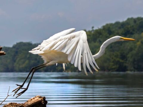 A white egret preparing to take flight from a weathered tree branch over calm, rippling water. The background features dense green trees under a cloudy sky.