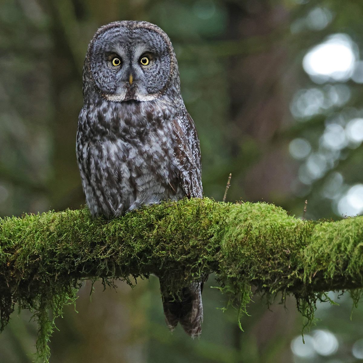 a large owl with yellow eyes perches on a mossy branch