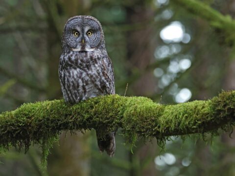 a large owl perches on a mossy branch