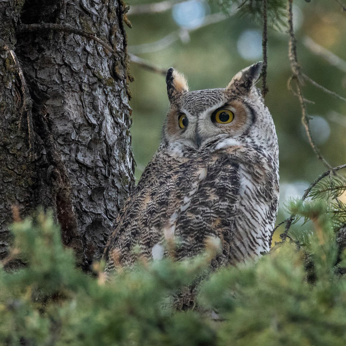a large owl with long ear tufts perches in evergreen foliage