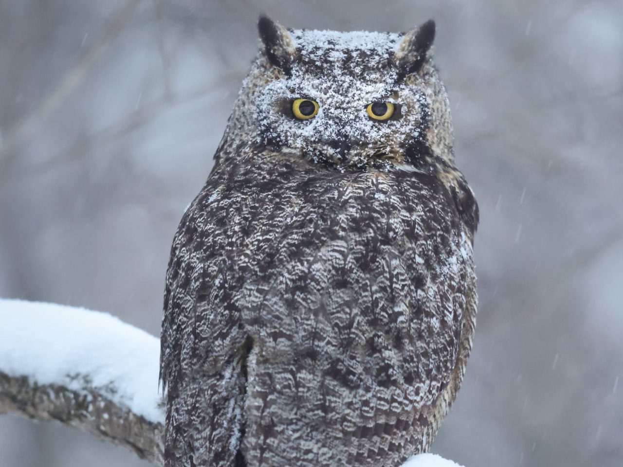 Owl perched on a snowy brand with snow covering its head.