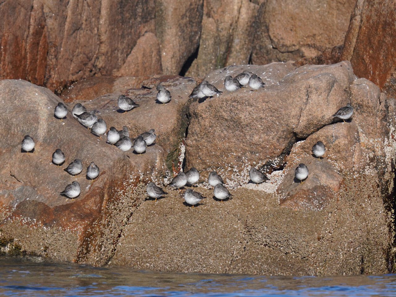 small gray and white shorebirds resting on a small rocky cliff