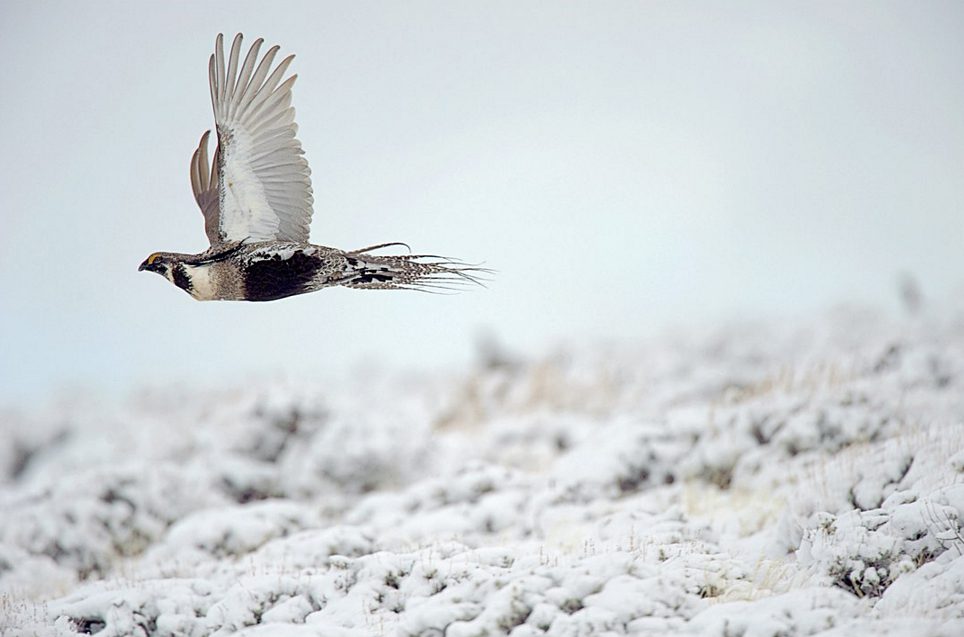 Gunnison Sage-Grouse. Photo by Gerrit Vyn.
