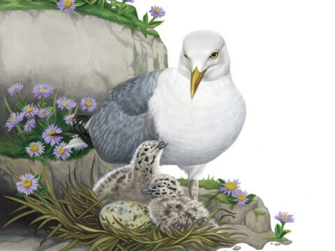 painting of a gull tending to its chicks in a nest