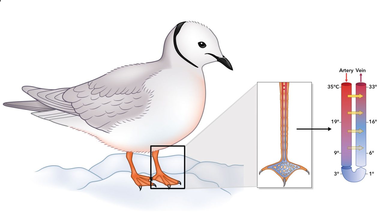 Countercurrent heat exchange: Intricate networks of blood vessels act as countercurrent heat exchangers to heat blood as it returns from the foot to the body. This steep temperature gradient (yellow arrows) reduces heat loss and saves a tremendous amount of energy. Graphics: © Cornell Lab of Ornithology. Adapted from Randall et al. 2002.