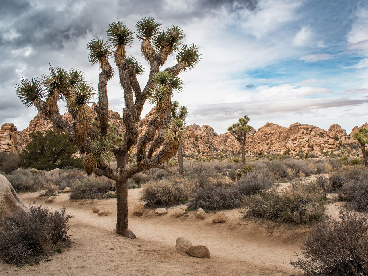 Desert landscape with tall Joshua trees under a partly cloudy sky.