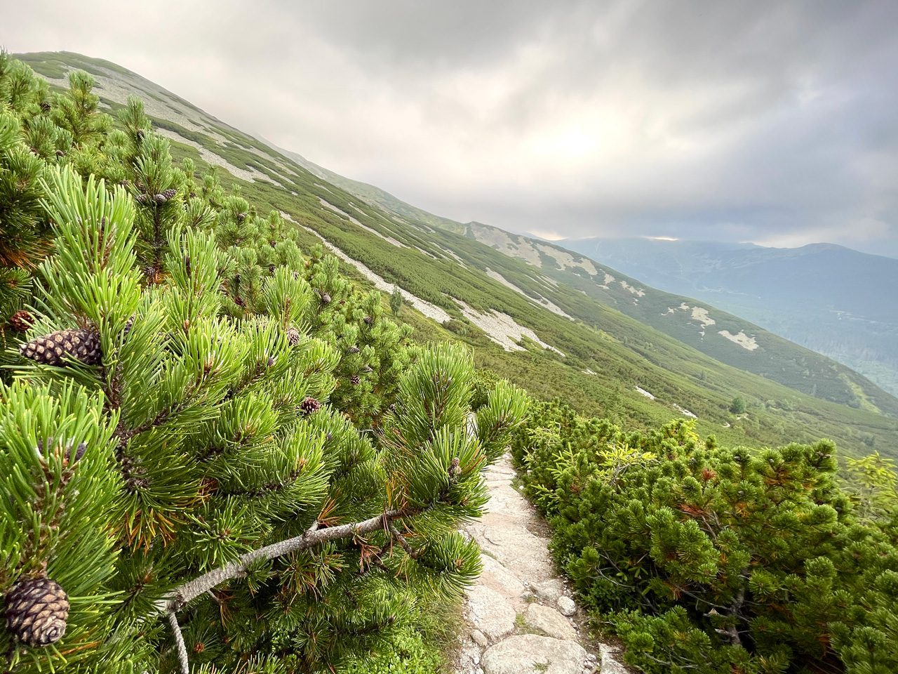 Mountain trail lined with green shrubs under a cloudy sky.