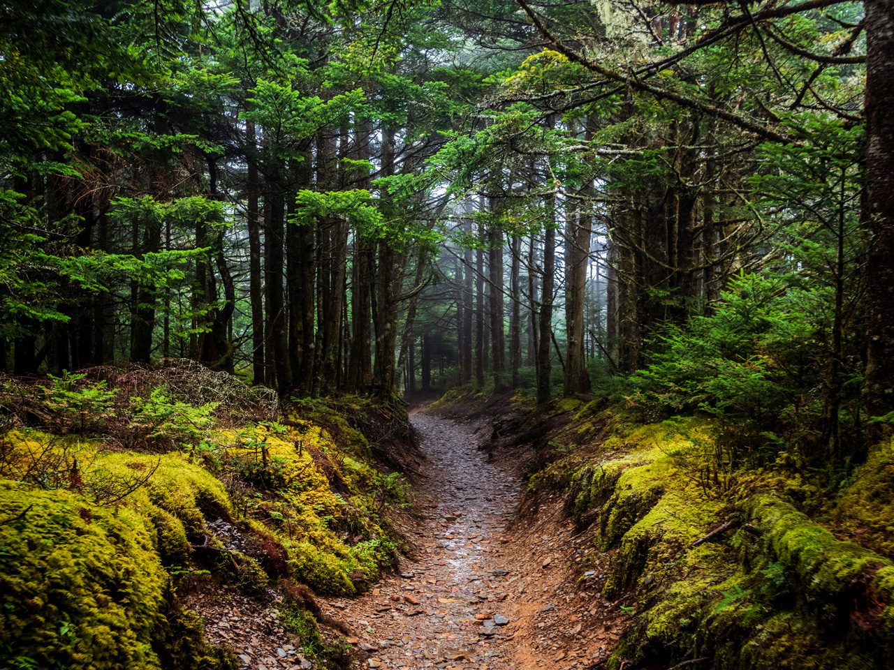 Forest trail surrounded by lush green moss and tall trees.