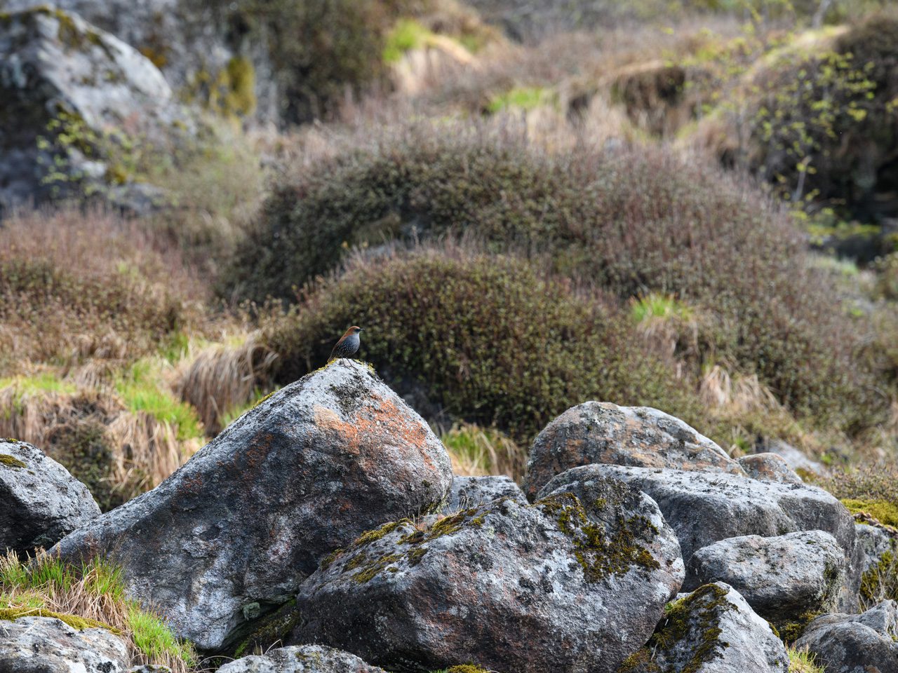 Rocky terrain covered with low shrubs and moss.