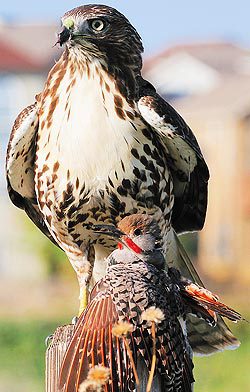 red-tailed hawk with flicker