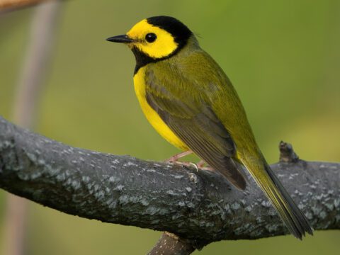 A small bird with bright yellow underparts, an olive-green back, and a black hood and throat is perched on a grayish tree branch against a blurred green background.