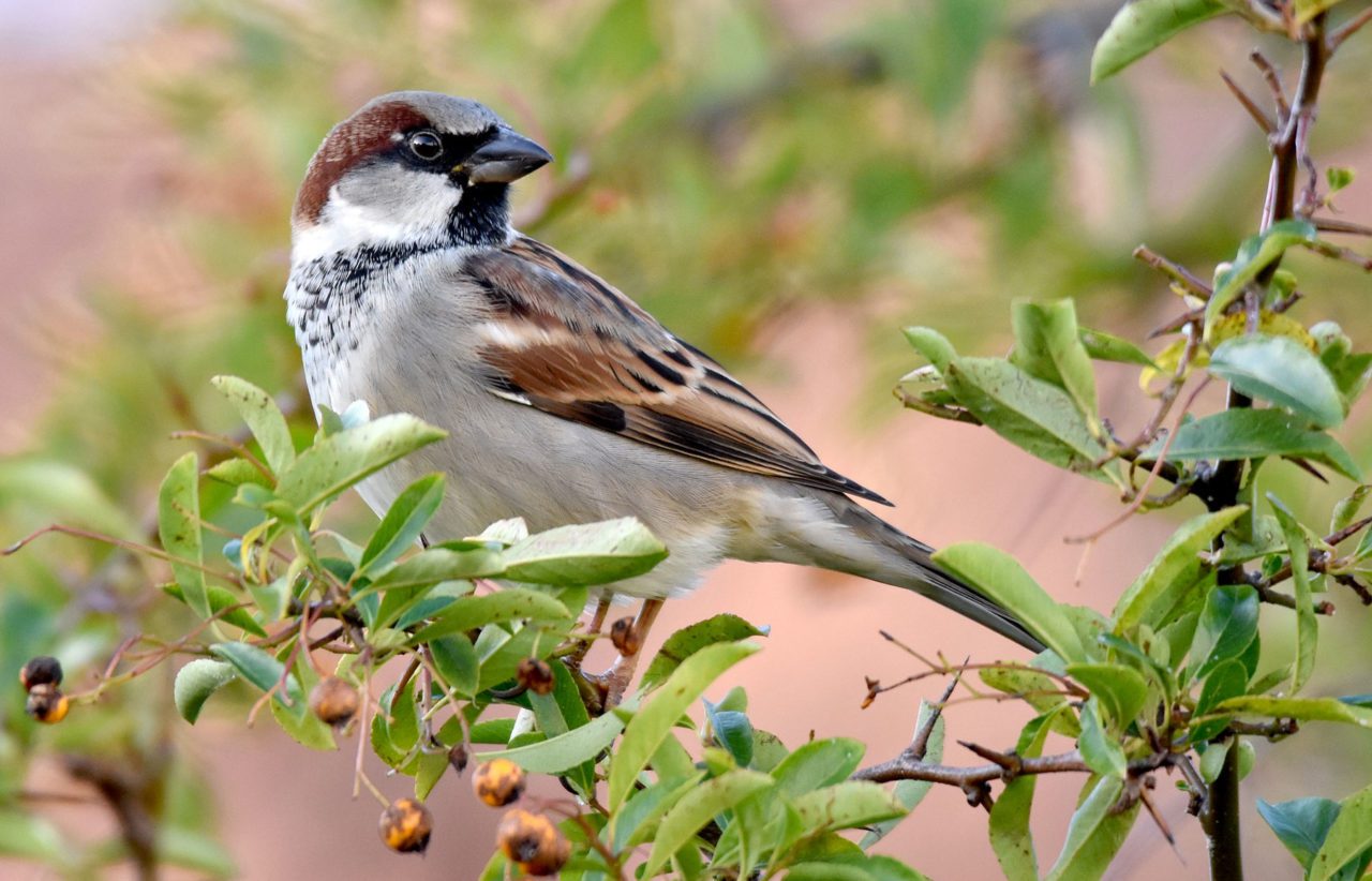 House Sparrow in Scotland. Photo by Lukasz Pulawski/Macaulay Library.