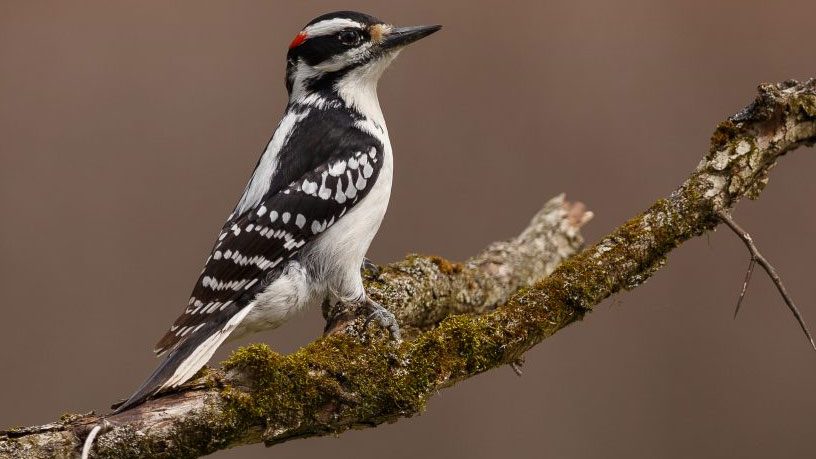 Hairy Woodpecker, by Mike Bons