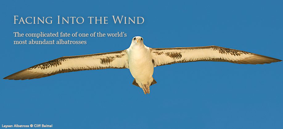 Laysan Albatross by Cliff Beitel