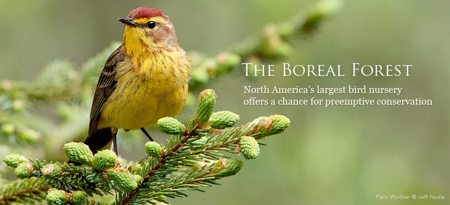 Palm Wabler by Jeff Nadle