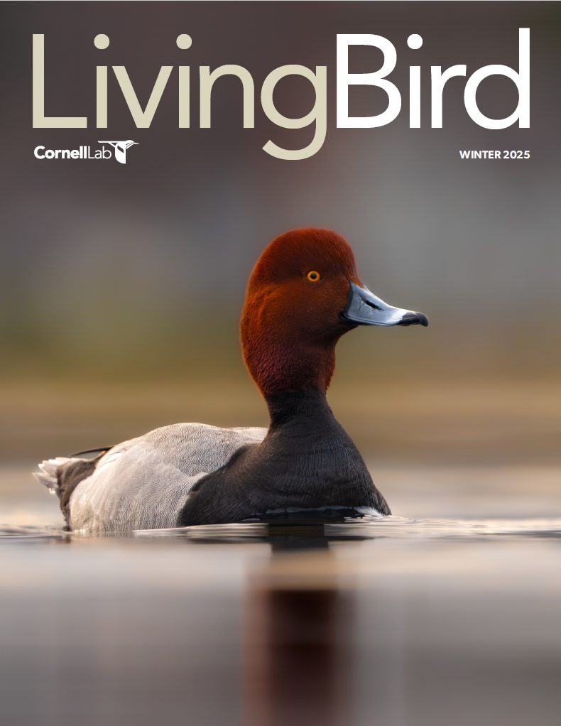 View the Winter 2025 issue of Living Bird