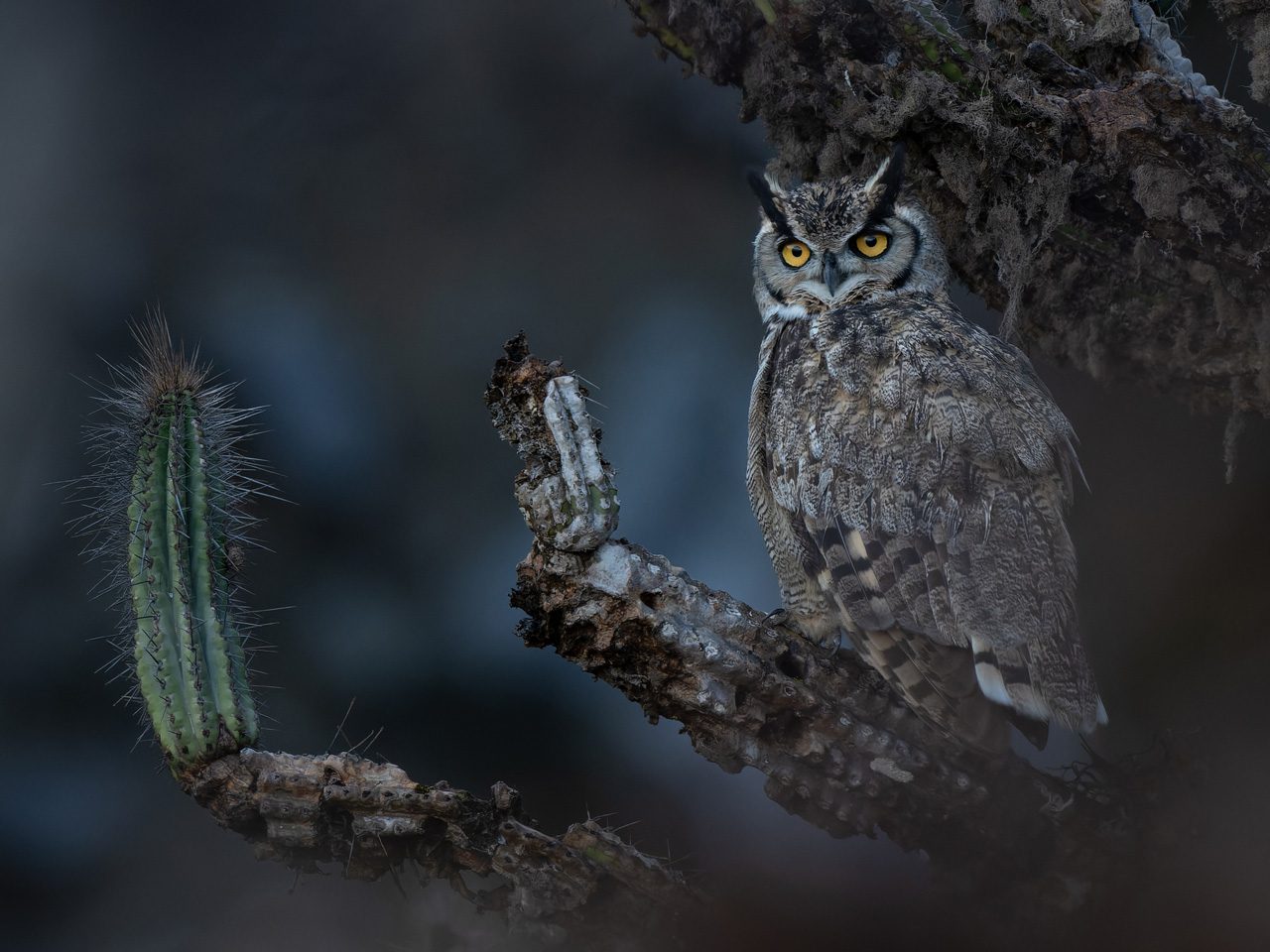 Brown bird perched on a cactus branch in low light.