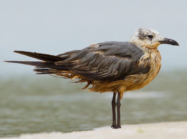 Nearly a third of the Laughing Gulls in the oil-spill area were estimated to have died. Photo by Gerrit Vyn.
